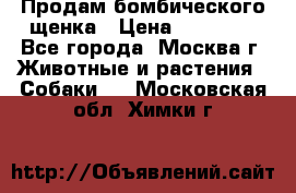 Продам бомбического щенка › Цена ­ 30 000 - Все города, Москва г. Животные и растения » Собаки   . Московская обл.,Химки г.